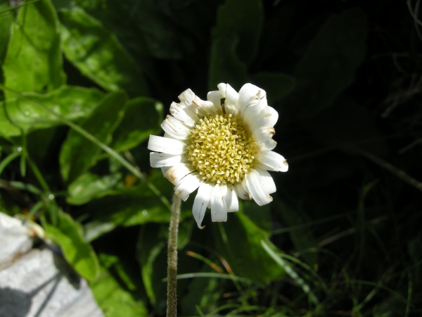 Bellidiastrum michelii (=Aster bellidiastrum)